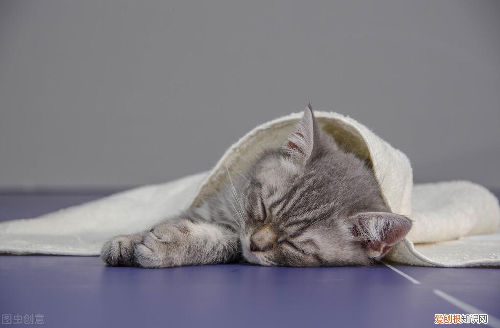 猫鼻支好了还会打喷嚏吗,猫流鼻涕打喷嚏是猫鼻支吗