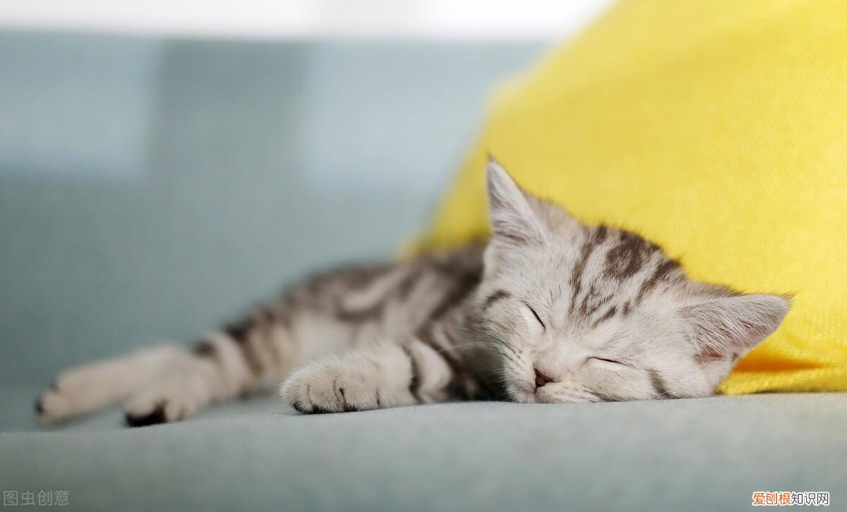 猫鼻支好了还会打喷嚏吗,猫流鼻涕打喷嚏是猫鼻支吗