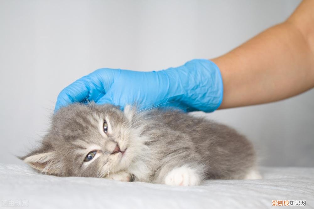 猫鼻支好了还会打喷嚏吗,猫流鼻涕打喷嚏是猫鼻支吗