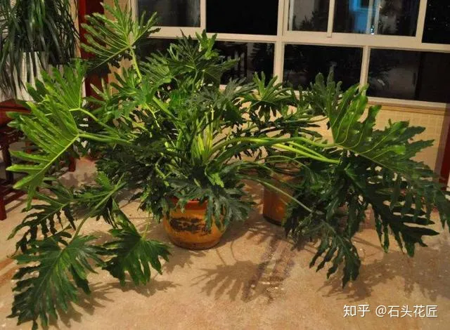 吊兰与绿萝的区别,家庭养花,除了绿萝吊兰,这10个品种上档次、颜值高,关键好养