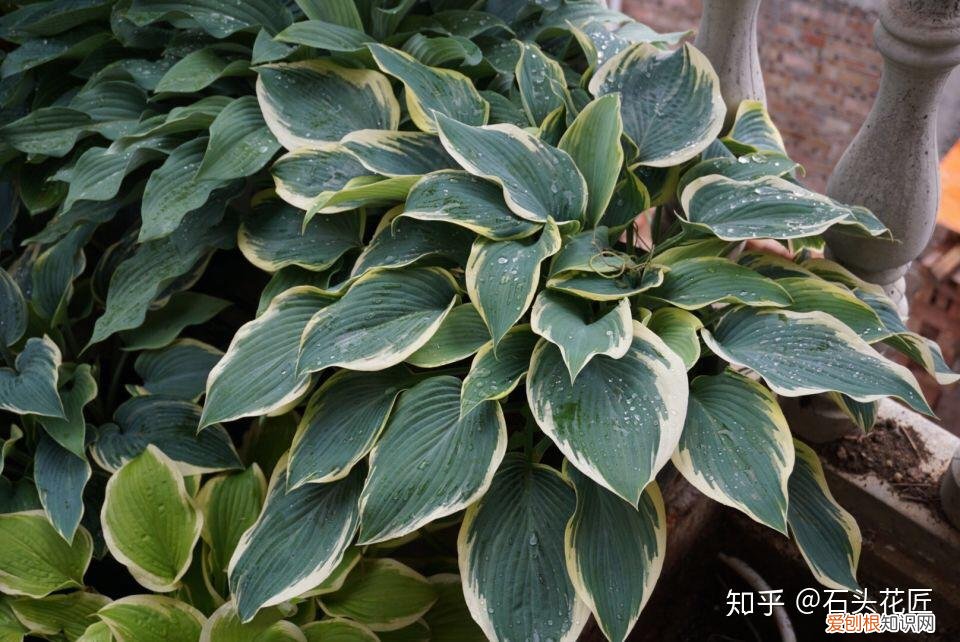吊兰与绿萝的区别,家庭养花,除了绿萝吊兰,这10个品种上档次、颜值高,关键好养