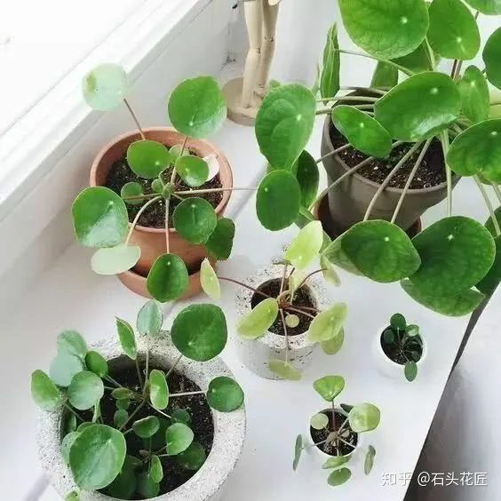 吊兰与绿萝的区别,家庭养花,除了绿萝吊兰,这10个品种上档次、颜值高,关键好养