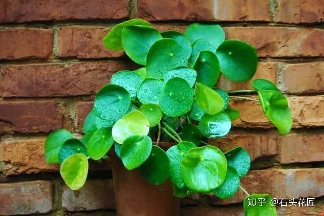 吊兰与绿萝的区别,家庭养花,除了绿萝吊兰,这10个品种上档次、颜值高,关键好养