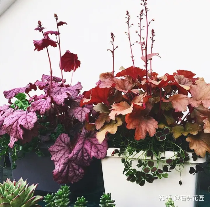 吊兰与绿萝的区别,家庭养花,除了绿萝吊兰,这10个品种上档次、颜值高,关键好养