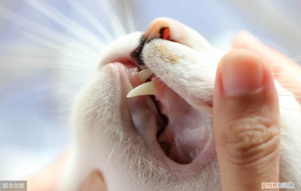 猫咪打喷嚏是不是生病了,辟谣:流鼻涕打喷嚏是猫感冒的症状?小心是卡里西病毒在作祟