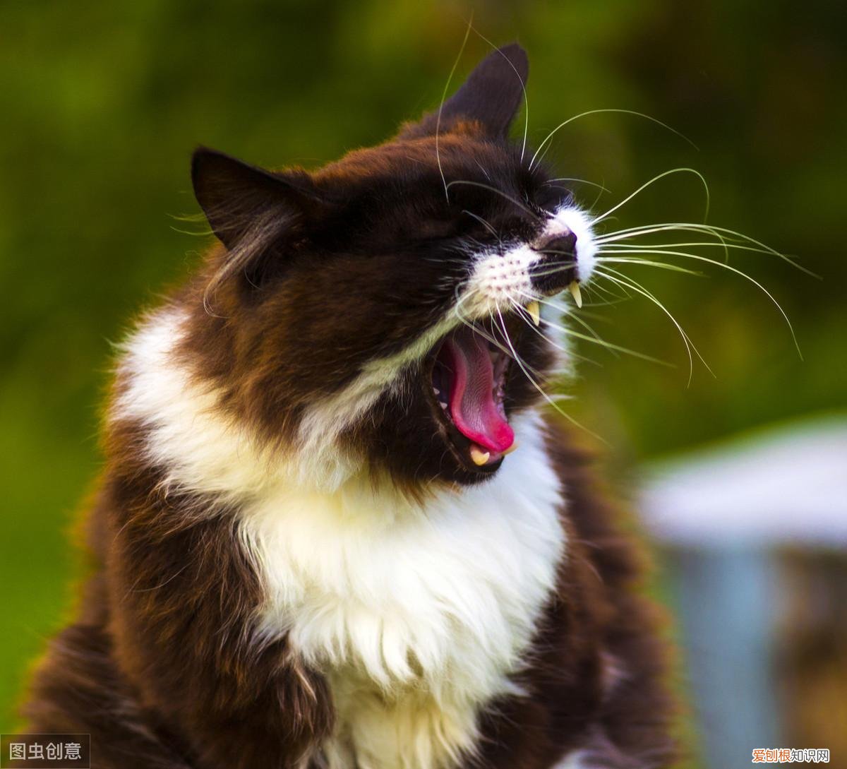 猫咪打喷嚏是不是生病了,辟谣:流鼻涕打喷嚏是猫感冒的症状?小心是卡里西病毒在作祟