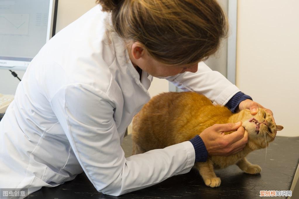 猫咪打喷嚏是不是生病了,辟谣:流鼻涕打喷嚏是猫感冒的症状?小心是卡里西病毒在作祟