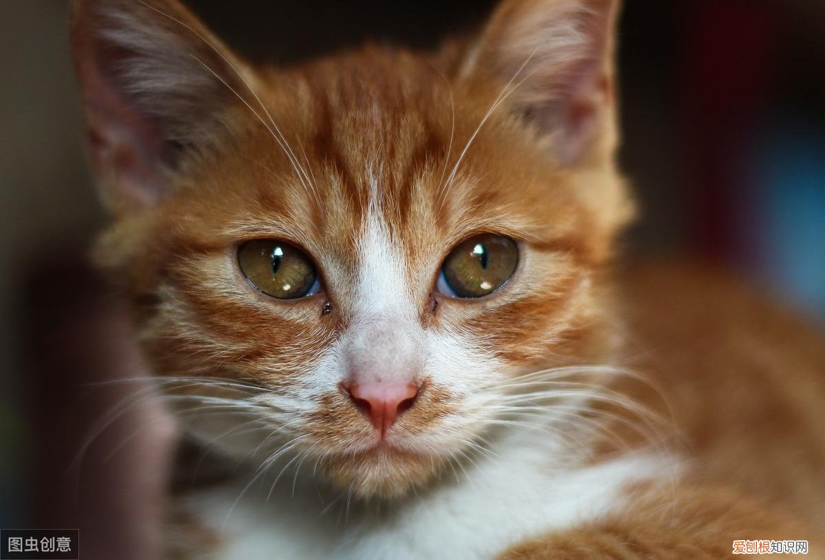猫咪打喷嚏是不是生病了,辟谣:流鼻涕打喷嚏是猫感冒的症状?小心是卡里西病毒在作祟