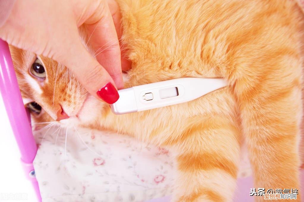 猫咪打喷嚏流鼻涕是感冒了吗,天气变冷,猫咪打喷嚏流鼻涕,是猫鼻支还是感冒?教你如何辨别
