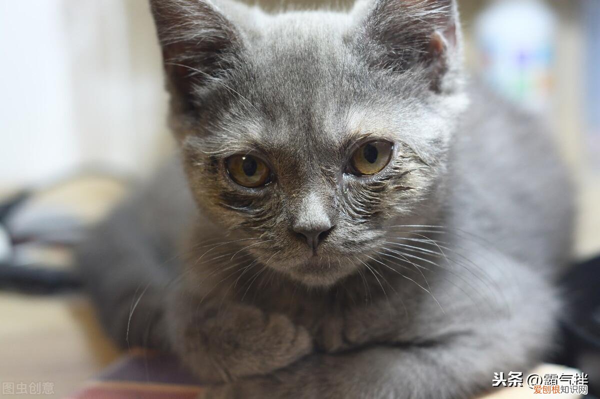 猫咪打喷嚏流鼻涕是感冒了吗,天气变冷,猫咪打喷嚏流鼻涕,是猫鼻支还是感冒?教你如何辨别