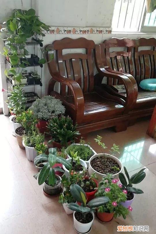 四季都能养的盆栽,一年四季养花要点,掌握这几点,轻轻松松就爆盆