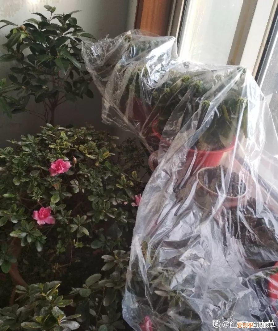 四季都能养的盆栽,一年四季养花要点,掌握这几点,轻轻松松就爆盆