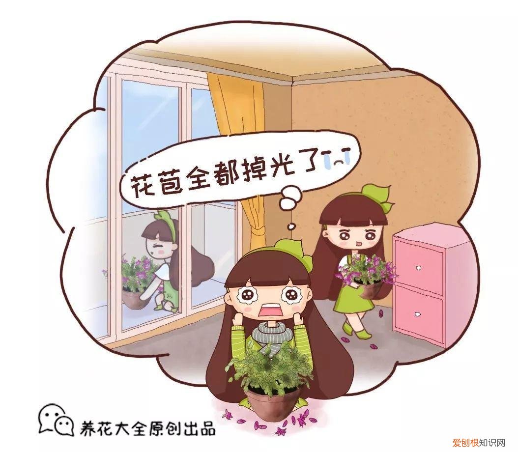 四季都能养的盆栽,一年四季养花要点,掌握这几点,轻轻松松就爆盆