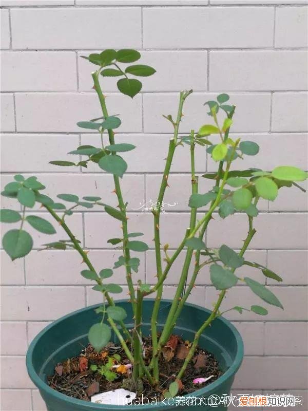四季都能养的盆栽,一年四季养花要点,掌握这几点,轻轻松松就爆盆
