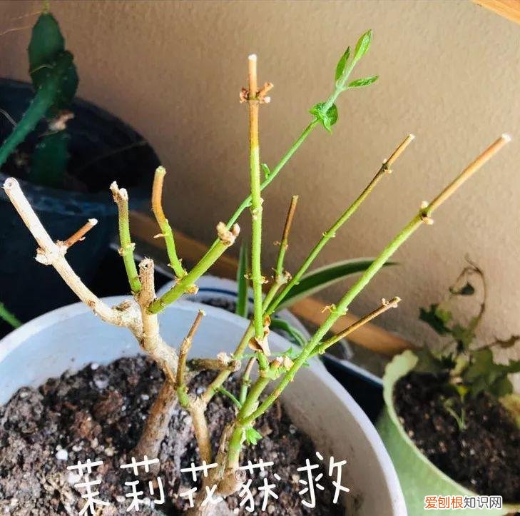 四季都能养的盆栽,一年四季养花要点,掌握这几点,轻轻松松就爆盆