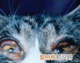 猫流鼻涕用什么滴鼻液,猫咪喷嚏、鼻涕、眼睛流液是什么原图?猫鼻支分析和治疗方法~1