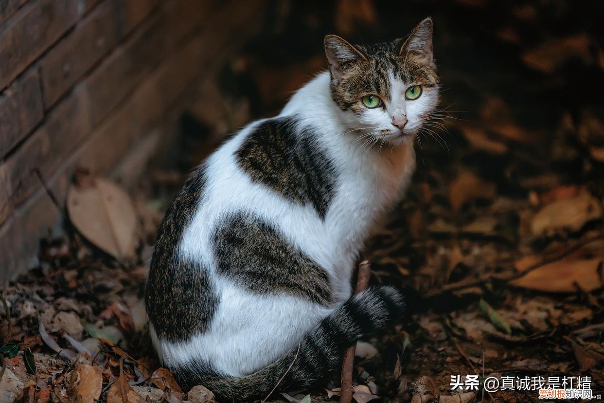 猫咪像打喷嚏一样是怎么回事,猫咪像打喷嚏一样喷气,猫咪打喷嚏是感冒吗?要注意什么?