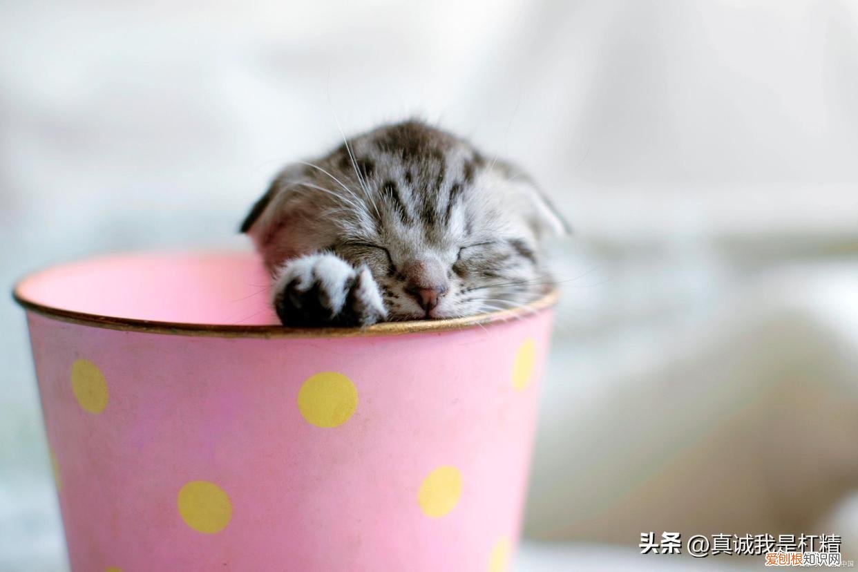 猫咪像打喷嚏一样是怎么回事,猫咪像打喷嚏一样喷气,猫咪打喷嚏是感冒吗?要注意什么?