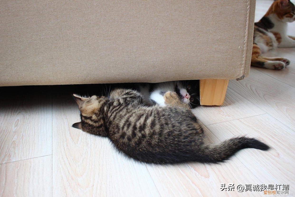 猫咪像打喷嚏一样是怎么回事,猫咪像打喷嚏一样喷气,猫咪打喷嚏是感冒吗?要注意什么?