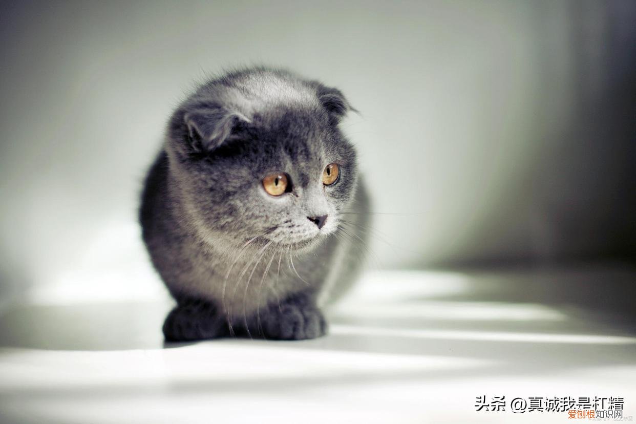猫咪像打喷嚏一样是怎么回事,猫咪像打喷嚏一样喷气,猫咪打喷嚏是感冒吗?要注意什么?