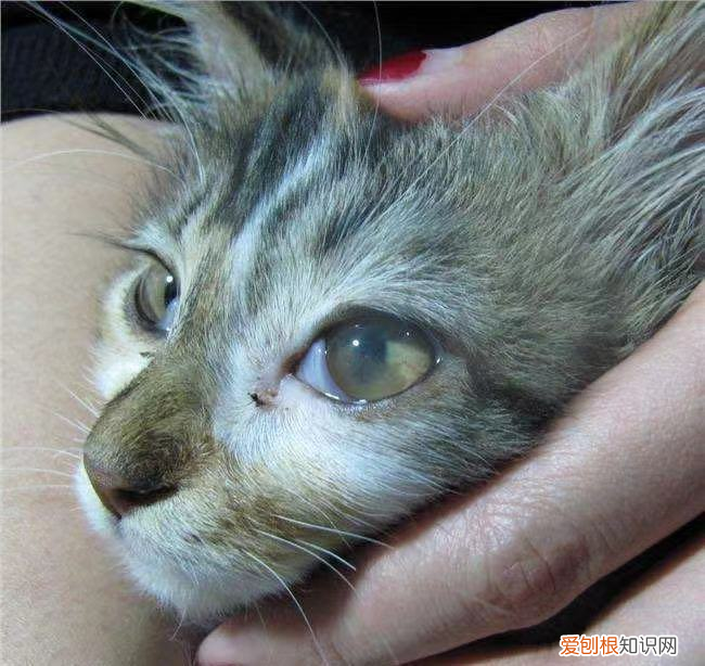 猫滴完眼药水打喷嚏流鼻涕怎么办,猫咪打喷嚏、鼻涕、眼睛流液,猫鼻支还要去医院?家庭治疗方法