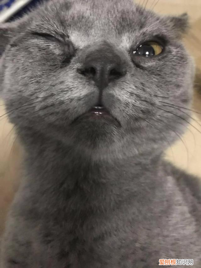猫滴完眼药水打喷嚏流鼻涕怎么办,猫咪打喷嚏、鼻涕、眼睛流液,猫鼻支还要去医院?家庭治疗方法