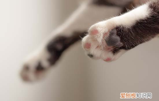 猫爪热症状,猫爪热正常吗