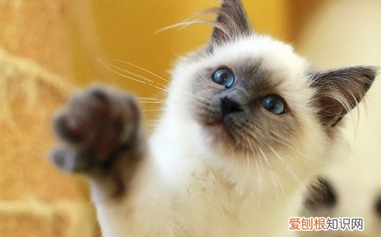 猫咪肚子胀气,猫咪肚子胀气拉稀