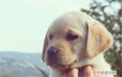 拉布拉多饿几天没事吧 拉布拉多饿了的表现
