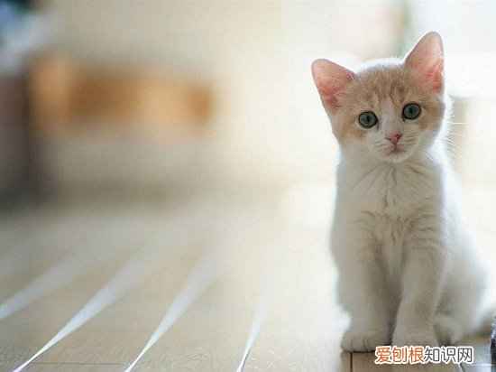 猫咪腹泻,快速止泻,猫咪腹泻,快速止泻吃什么药