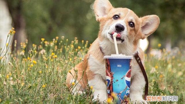狗狗品种大全百科,狗狗品种大全,常见的9大犬种