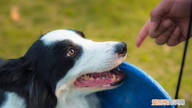 狗狗品种大全百科,狗狗品种大全,常见的9大犬种