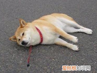 狗狗品种大全百科,狗狗品种大全,常见的9大犬种