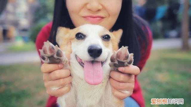 狗狗品种大全百科,狗狗品种大全,常见的9大犬种