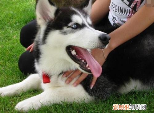 狗狗品种大全百科,狗狗品种大全,常见的9大犬种