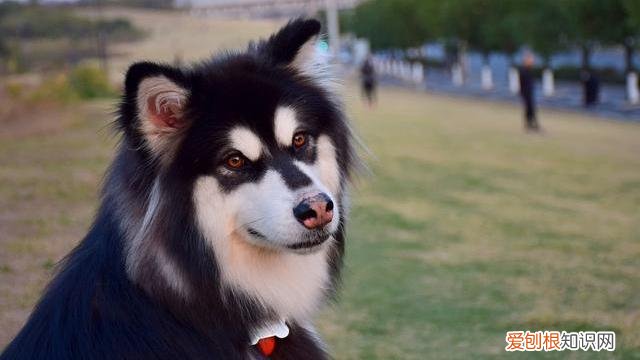 狗狗品种大全百科,狗狗品种大全,常见的9大犬种