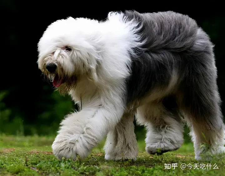 看一下狗狗的图片大全,狗狗图片鉴赏:快来看看,有没有你认识的狗!
