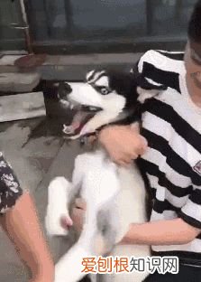 看一下狗狗的图片大全,狗狗图片鉴赏:快来看看,有没有你认识的狗!