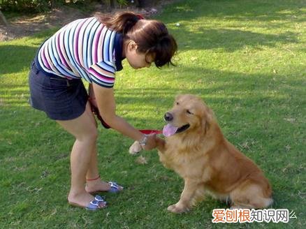 看一下狗狗的图片大全,狗狗图片鉴赏:快来看看,有没有你认识的狗!