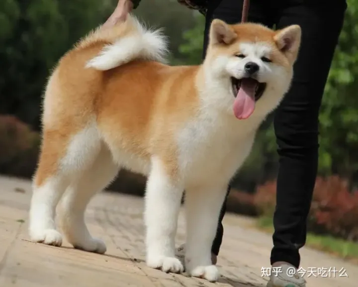 看一下狗狗的图片大全,狗狗图片鉴赏:快来看看,有没有你认识的狗!