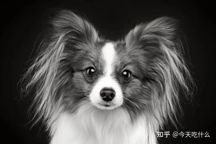 看一下狗狗的图片大全,狗狗图片鉴赏:快来看看,有没有你认识的狗!