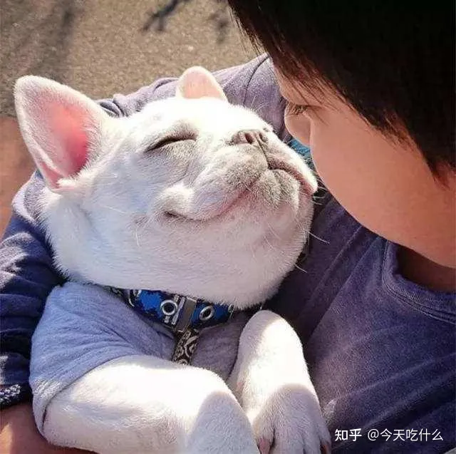 看一下狗狗的图片大全,狗狗图片鉴赏:快来看看,有没有你认识的狗!