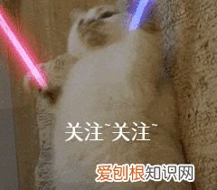 看一下狗狗的图片大全,狗狗图片鉴赏:快来看看,有没有你认识的狗!