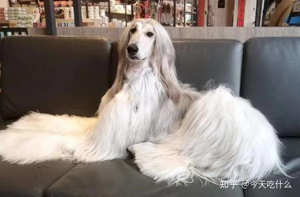 看一下狗狗的图片大全,狗狗图片鉴赏:快来看看,有没有你认识的狗!