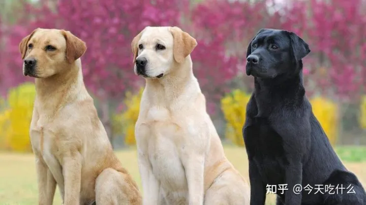 看一下狗狗的图片大全,狗狗图片鉴赏:快来看看,有没有你认识的狗!