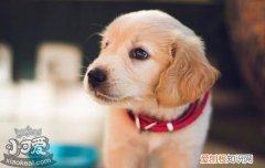 训练小狗的方法，幼犬带回家训练要有爱心耐心，训练小狗的方法,幼犬带回家训练要有爱心耐