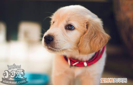 训练小狗的方法,幼犬带回家训练要有爱心耐心,训练小狗的方法,幼犬带回家训练要有爱心耐心吗