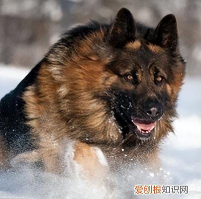 这些狗狗虽然很调皮,但是非常忠诚,可以放心养吗,这些狗狗虽然很调皮,但是非常忠诚,可以放心养