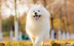 什么狗既便宜又好养，养狗首选这几种狗，既便宜又好养