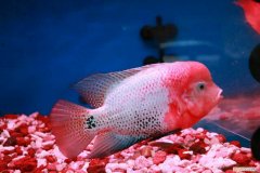 罗汉鱼蹭缸，罗汉鱼蹭缸视频
